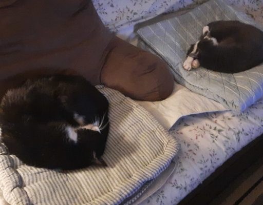 Belle and Bentley Sleeping