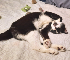 BellenPaws.com - Bentley Belly