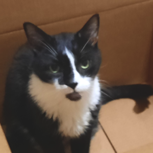 BellenPaws.com - Bentley Box Chillin