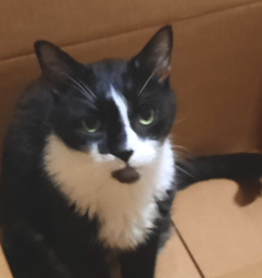 Managing Diabetes in Multi-Pet Households