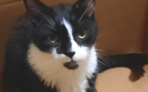 Managing Diabetes in Multi-Pet Households