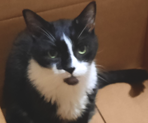 Managing Diabetes in Multi-Pet Households