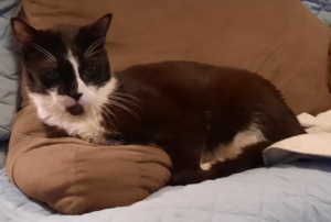 BellenPaws.com - Bentley Chillin Image 2