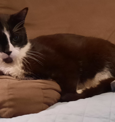 Diet Changes That Support Stable Glucose Levels in Senior Pets