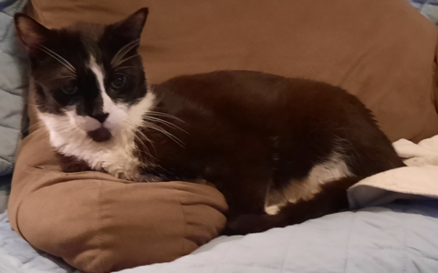 Diet Changes That Support Stable Glucose Levels in Senior Pets