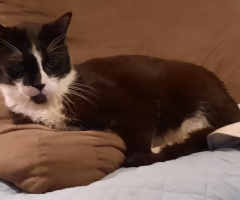 Diet Changes That Support Stable Glucose Levels in Senior Pets