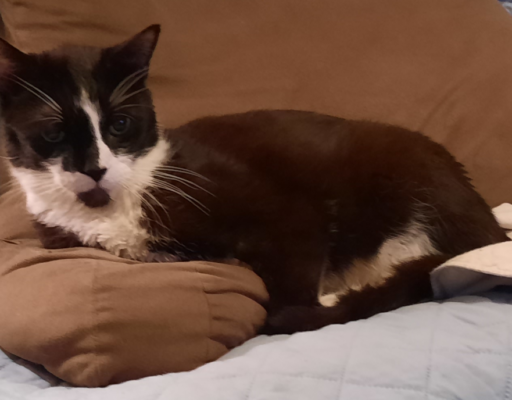 BellenPaws.com - Bentley Chillin Image 2