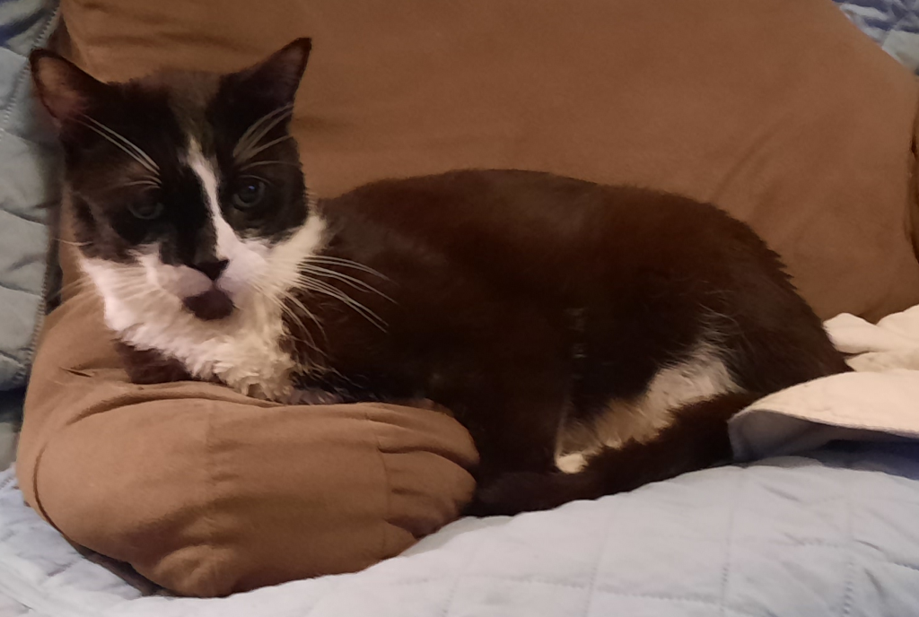 BellenPaws.com - Bentley Chillin Image 2