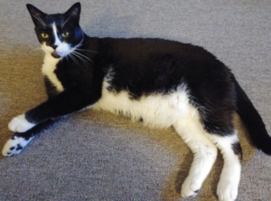 BellenPaws.com - Bentley Chillin