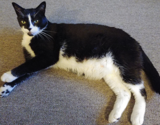 BellenPaws.com - Bentley Chillin