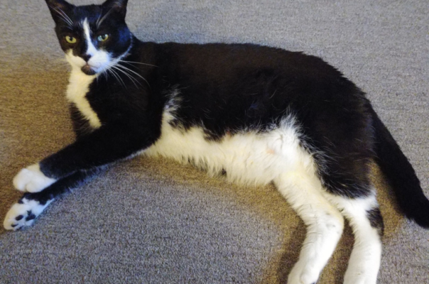 How to Read Glucose Curves Without Feeling Overwhelmed