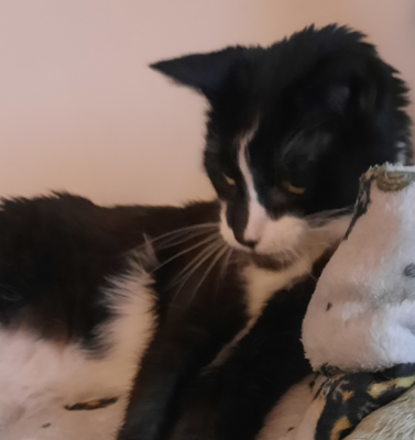 Tight Regulation in Feline Diabetes: Knowing When to Pause Before the Next Insulin Shot