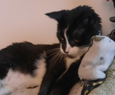 Tight Regulation in Feline Diabetes: Knowing When to Pause Before the Next Insulin Shot
