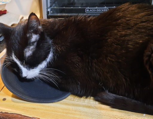 BellenPaws.com - Bentley on the Counter