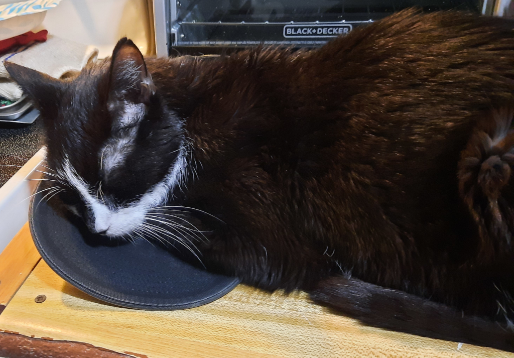 BellenPaws.com - Bentley on the Counter