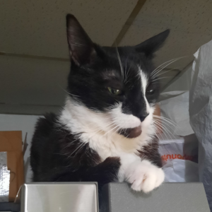 BellenPaws.com - Bentley on the Fridge