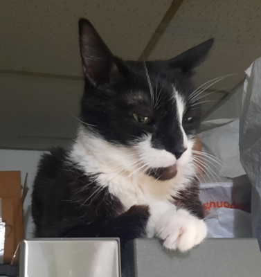 Creating Safe Spaces for Fearful or Formerly Feral Cats