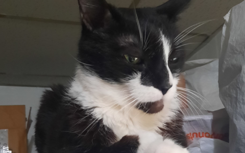 Creating Safe Spaces for Fearful or Formerly Feral Cats