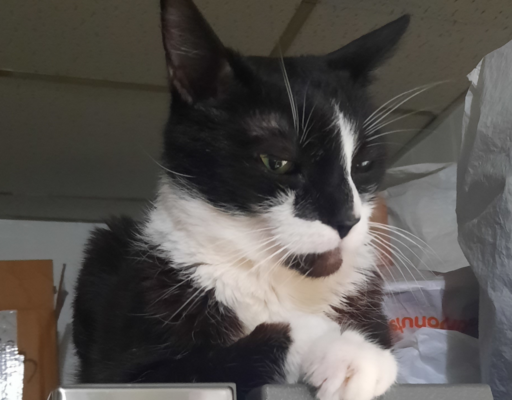 BellenPaws.com - Bentley on the Fridge