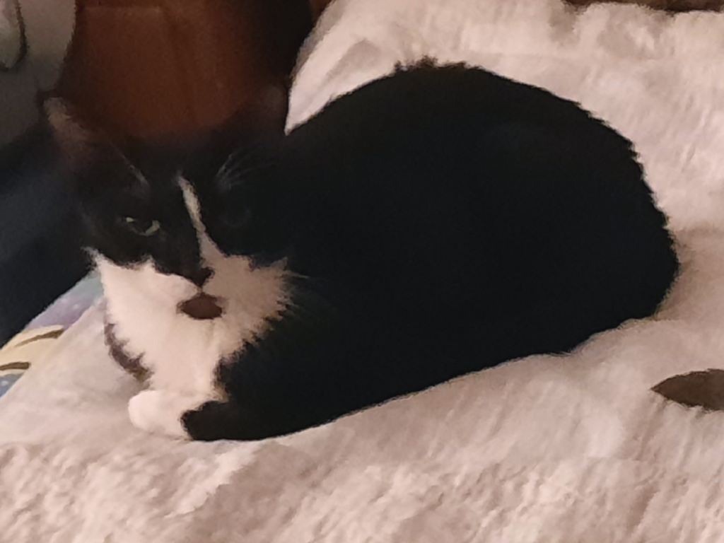 Bentley on Bed