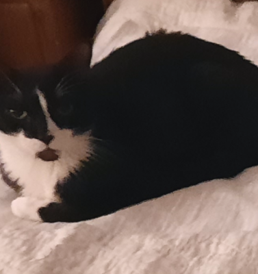 The Emotional Rollercoaster of Regulating a Diabetic Pet