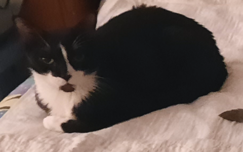 The Emotional Rollercoaster of Regulating a Diabetic Pet