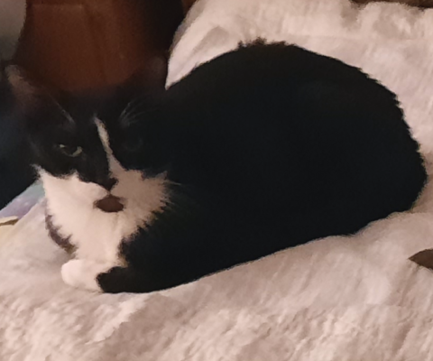 The Emotional Rollercoaster of Regulating a Diabetic Pet
