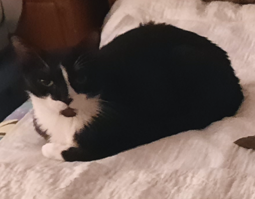 Bentley on Bed