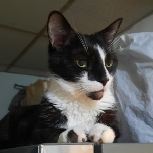 BellenPaws.com - Bentley on Fridge