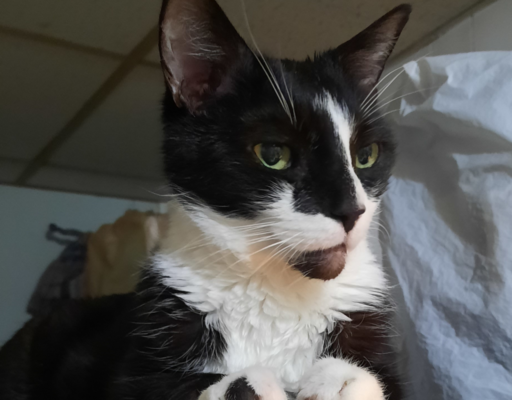 BellenPaws.com - Bentley on Fridge