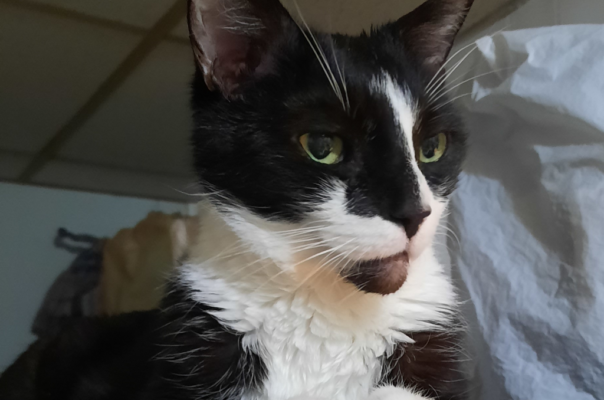 Managing Feline Diabetes: Understanding Blood Glucose Levels and Monitoring