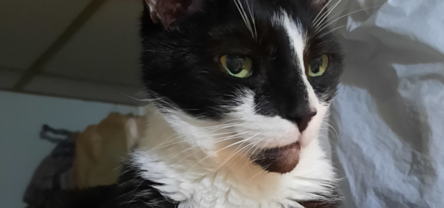 Supporting Trap-Neuter-Return Programs Ethically