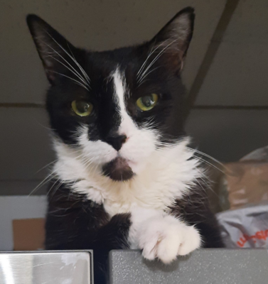 The Reality of “Foster Fails” and Why We Love Them