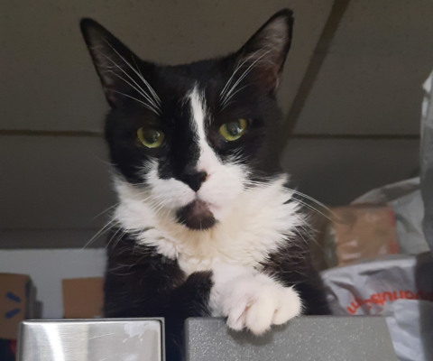 The Reality of “Foster Fails” and Why We Love Them