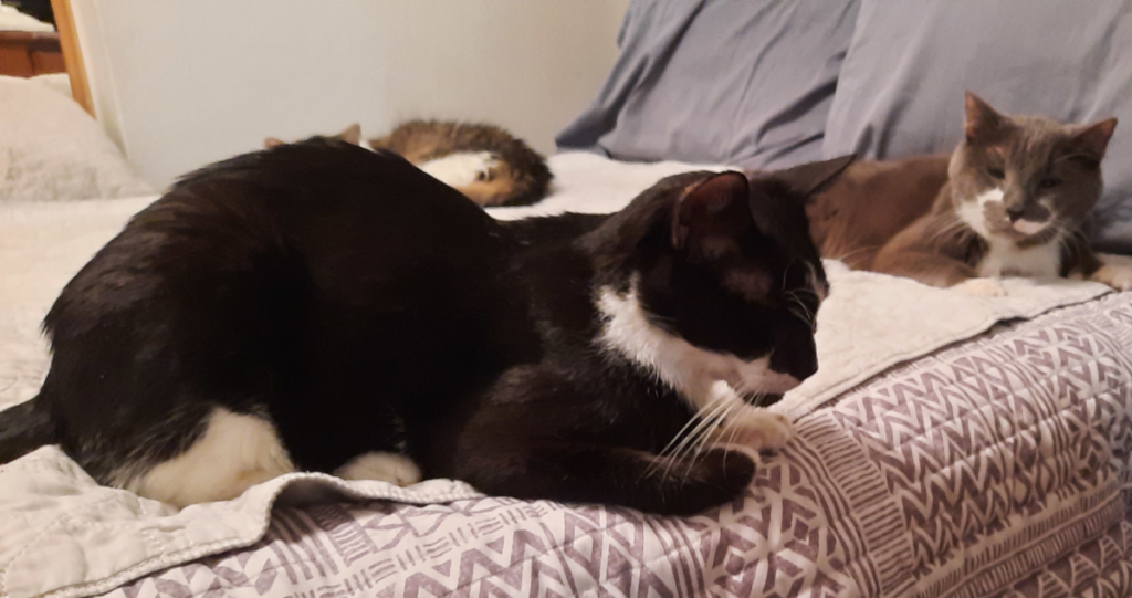 Bentley and Paws on Bed