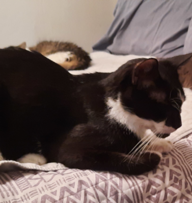 Feline Diabetes, Digital vs Paper Tracking: Why Both Matter for Diabetic Pets