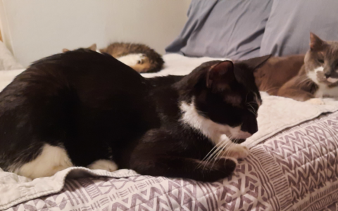 Feline Diabetes, Digital vs Paper Tracking: Why Both Matter for Diabetic Pets