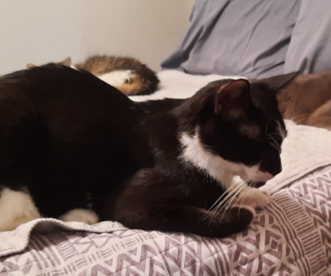 Feline Diabetes, Digital vs Paper Tracking: Why Both Matter for Diabetic Pets