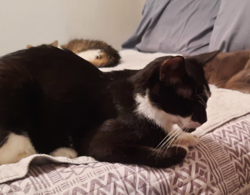 Bentley and Paws on Bed