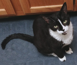 BellenPaws.com - Bentley Peeved