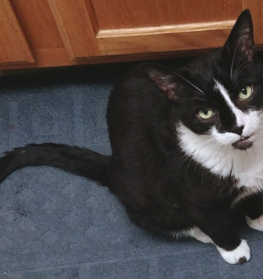 Managing Diabetes in Multi-Pet Households