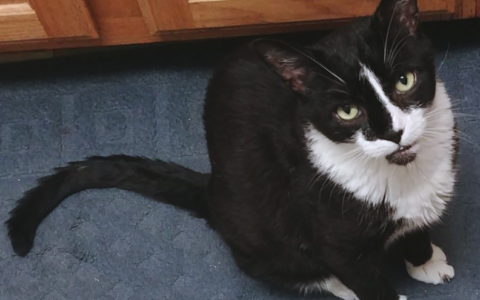 Managing Diabetes in Multi-Pet Households