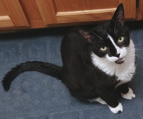 Managing Diabetes in Multi-Pet Households