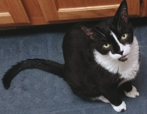 BellenPaws.com - Bentley Peeved