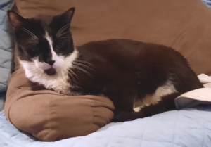 BellenPaws.com - Bentley on Pillow