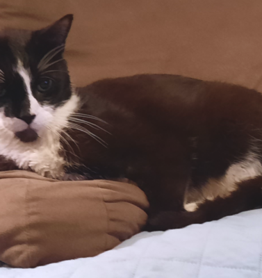 The Role of Routine and Consistency in Diabetic Pet Care