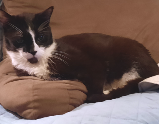 BellenPaws.com - Bentley on Pillow