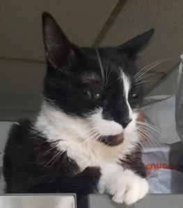 BellenPaws.com - Bentley Posing for Pics