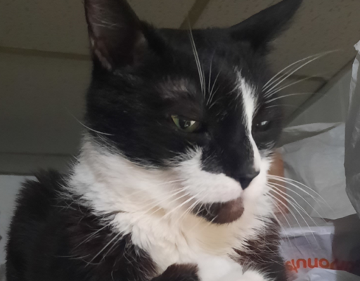 BellenPaws.com - Bentley Posing for Pics