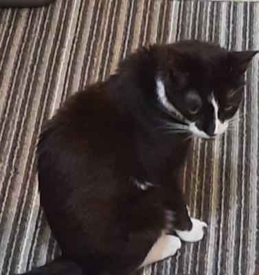 Diabetic Pets Can Have Treats Too